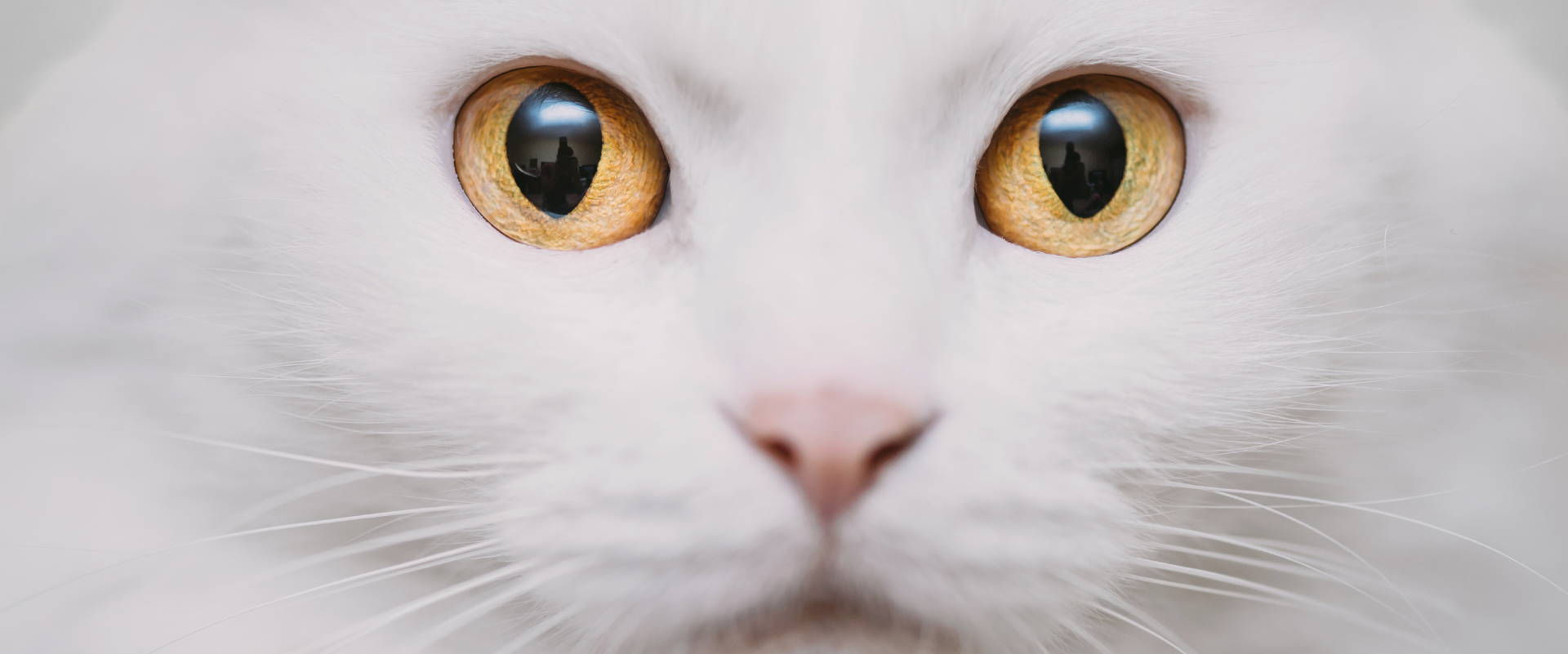 The bright white cat: white cat breeds and fur facts